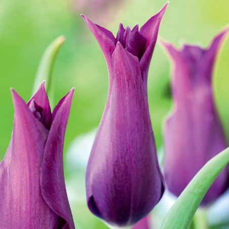 Tulipan liliokształtny Burgundy