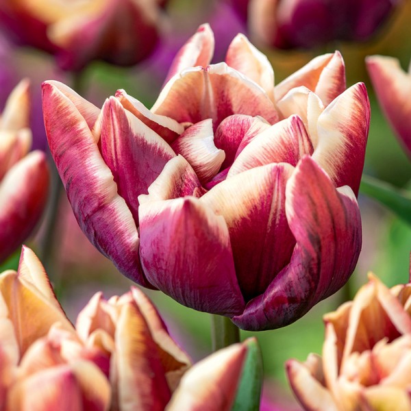 Tulipan pełny Wyndham