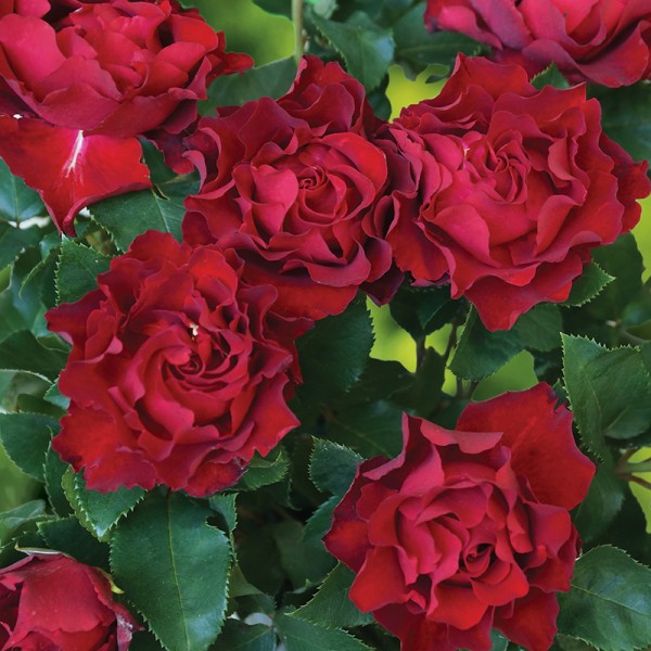 Róża wielkokwiatowa Hommage a Barbara