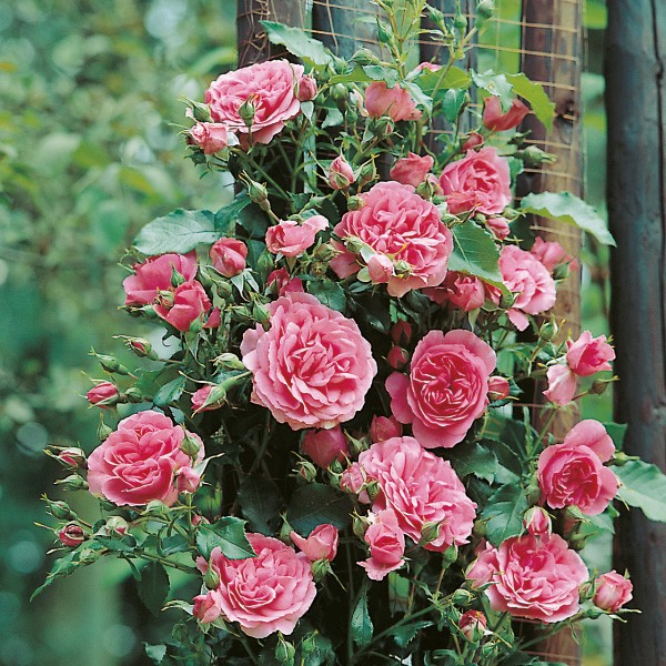 Róża pnąca Rosarium Uetersen