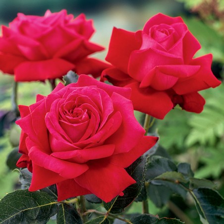 Róża wielkokwiatowa Dame de Coeur