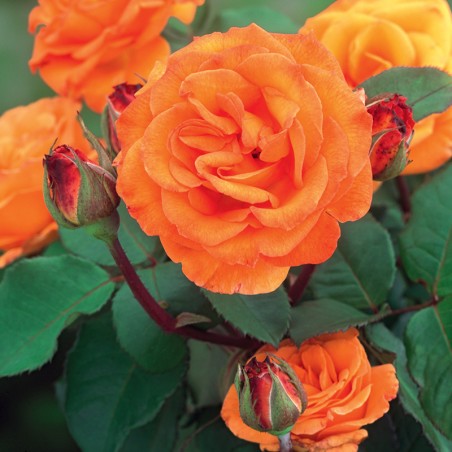 Róża wielkokwiatowa Doris Tysterman
