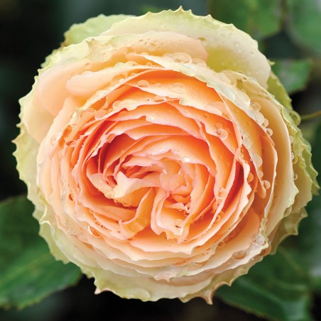 Róża wielkokwiatowa Jalitah®