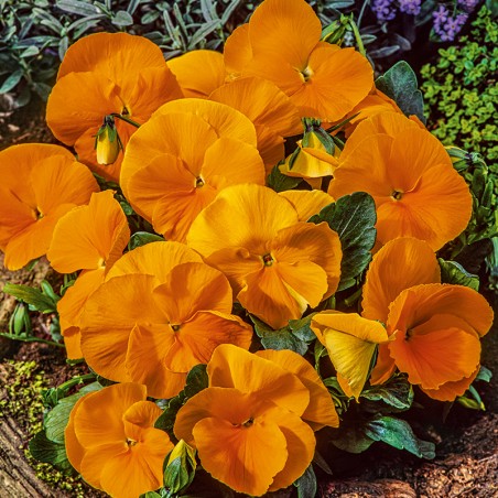 Bratek wielkokwiatowy Orange Sun nasiona 0,4g