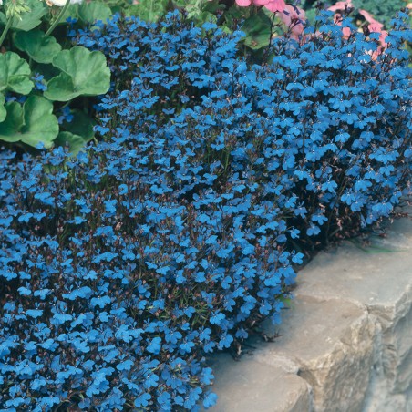 Lobelia przylądkowa Blue Carpet nasiona 0,2g