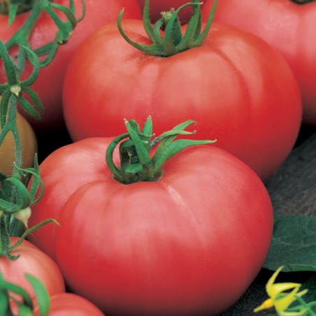 Pomidor Malinowy Kujawski nasiona 0,2g