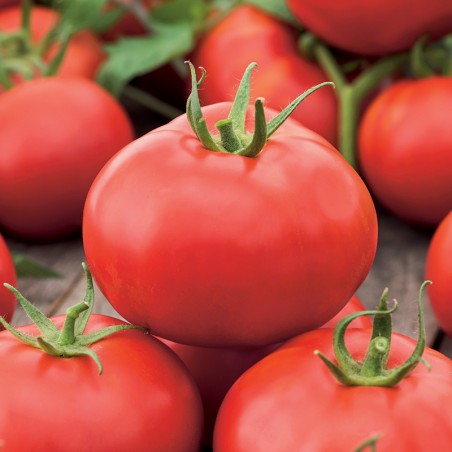 Pomidor Beefsteak nasiona 0,2g