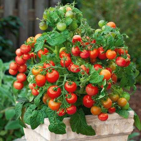 Pomidor balkonowy Vilma nasiona 0,1g