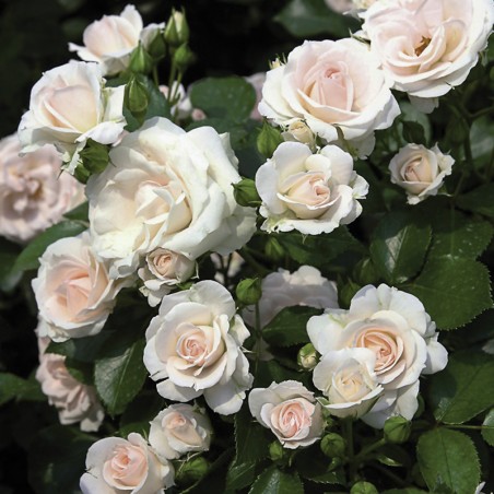 Róża okrywowa Aspirin Rose®