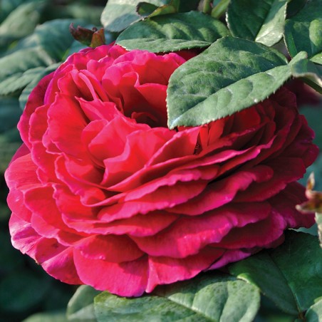 Róża wielkokwiatowa Noblesse®
