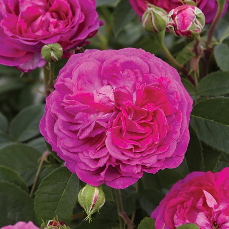 Róża parkowa Reine des Violettes