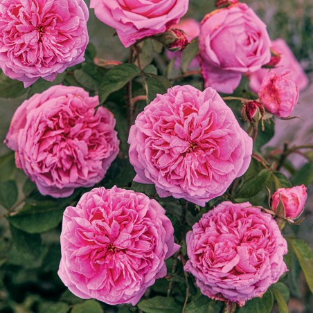 Róża parkowa Comte de Chambord