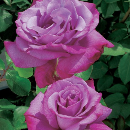 Róża wielkokwiatowa Lila Wunder