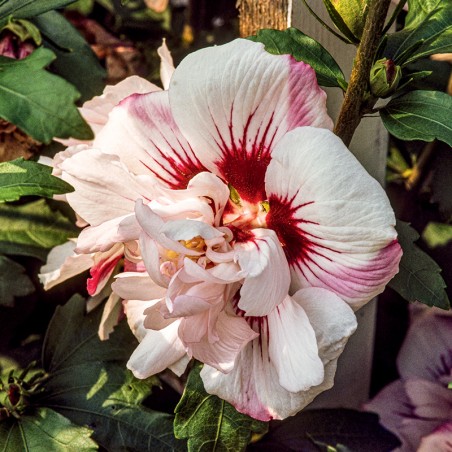 Hibiskus syryjski Lady Stanley