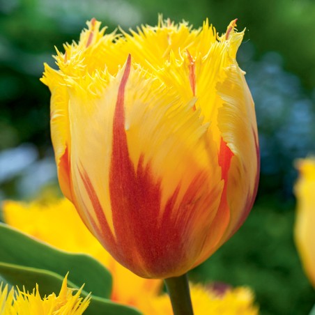 Tulipan strzępiasty Flamenco