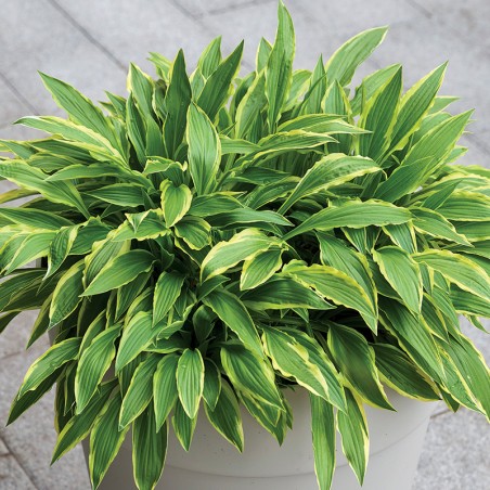 Hosta Stiletto