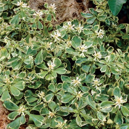 Runianka japońska Variegata