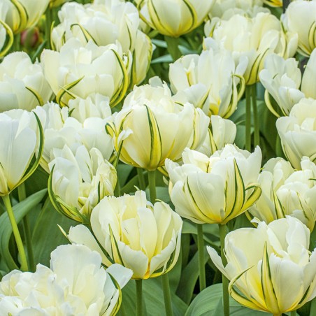 Tulipan pełny White Valley