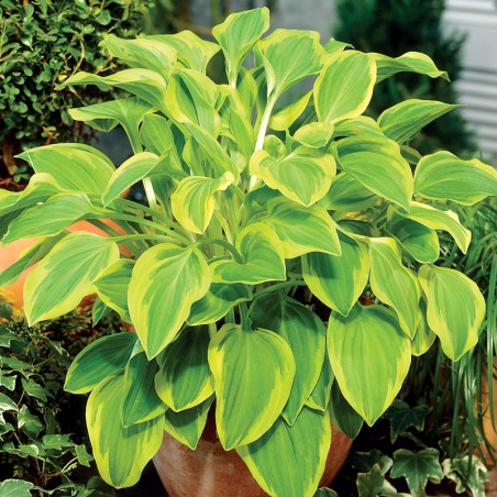 Hosta Golden Tiara