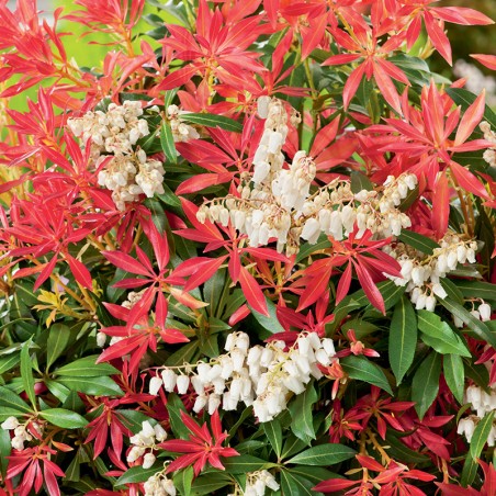 Pieris Forest Flame