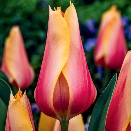 Tulipan  Blushing Lady