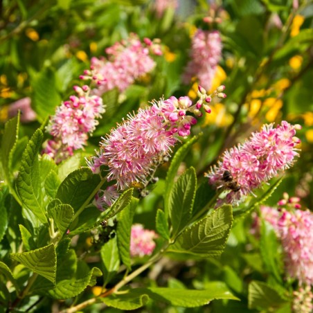 Orszelina olcholistna Ruby Spice