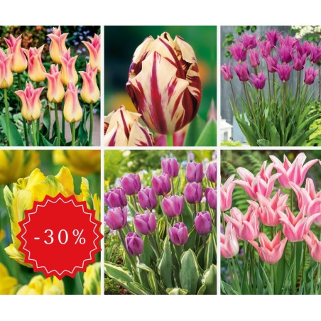 Zestaw tulipany mix 50 szt. XXL