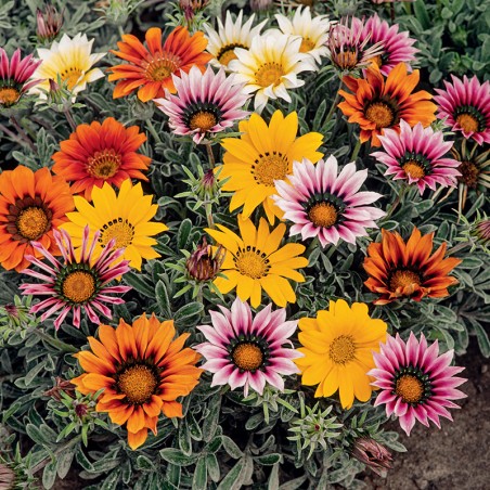 Gazania lśniąca mieszanka nasiona 0,3g