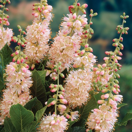 Orszelina Pink Spire