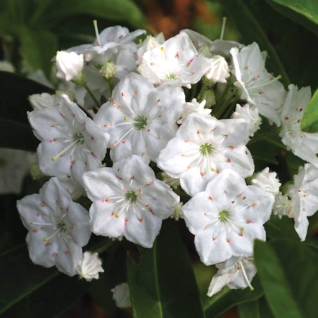 Kalmia Alabaster