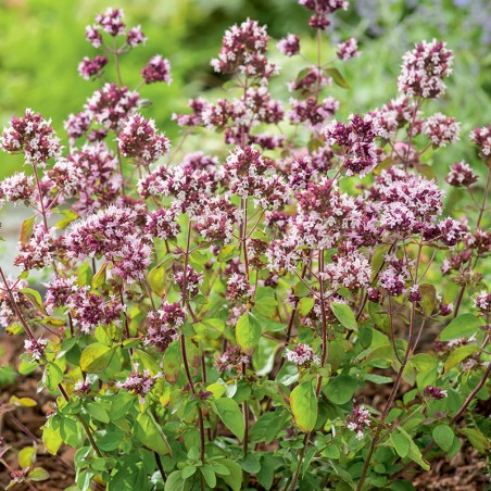 Lebiodka, Oregano