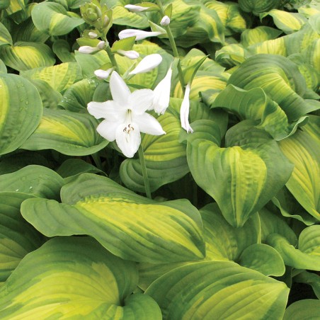 Hosta Avocado