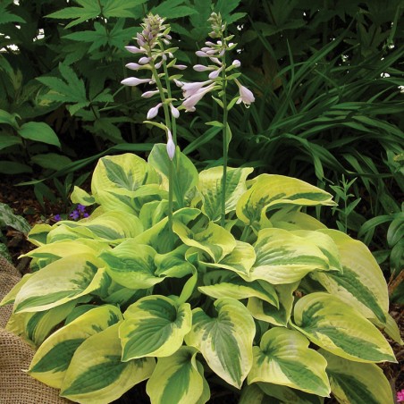 Hosta Mama Mia