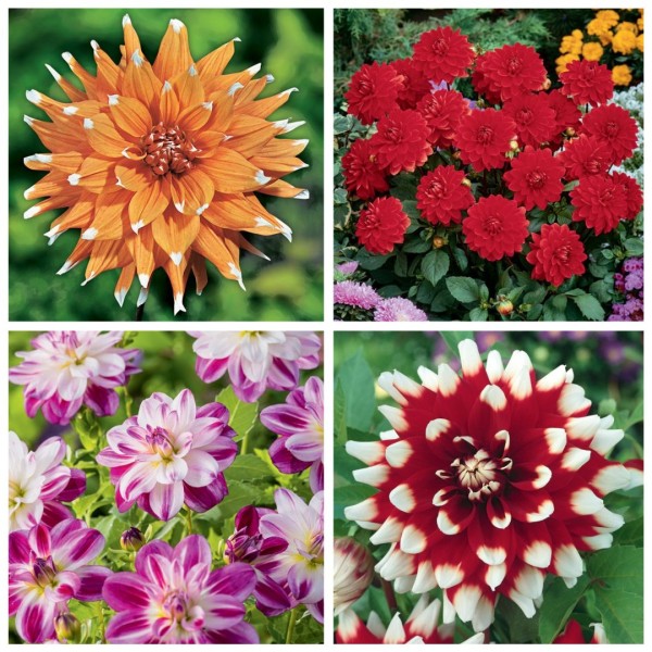 Dalia dekoracyjna mix 3 szt.