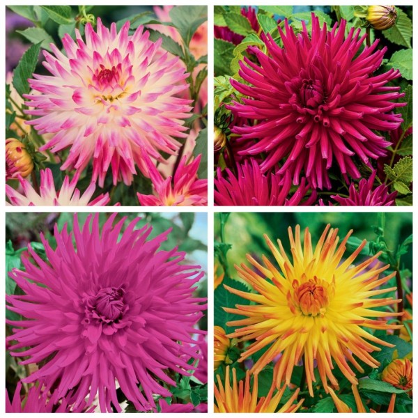 Dalia kaktusowa mix 3 szt. Dalia kaktusowa mix 3 szt.
