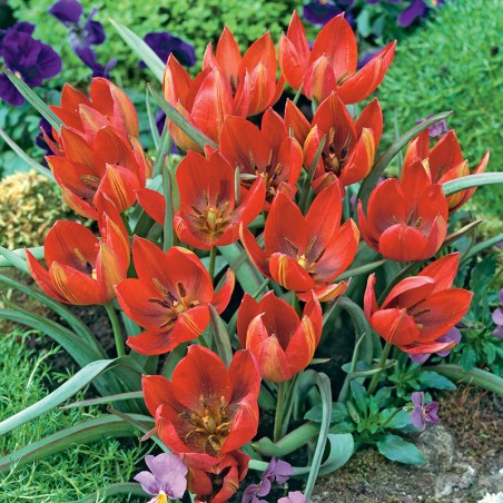Tulipan botaniczny Hagera