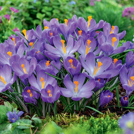 Krokus złocisty Blue Ocean®