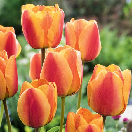 Tulipan Apeldorn’s Elite