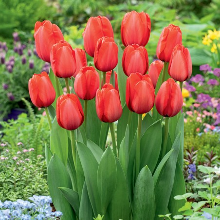 Tulipan Red Impression