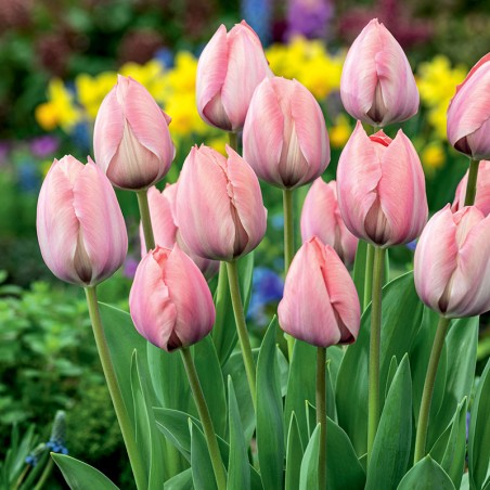 Tulipan Darwina Salmon Van Eijk