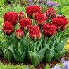 Tulipan lodowy Ice Cream Strawberry