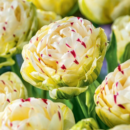 Tulipan pełny Danceline
