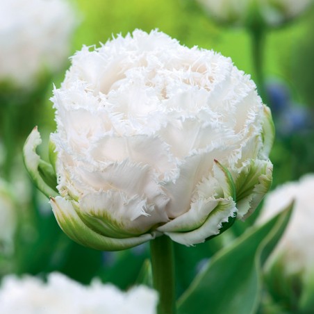 Tulipan pełny strzępiasty Snow Crystal