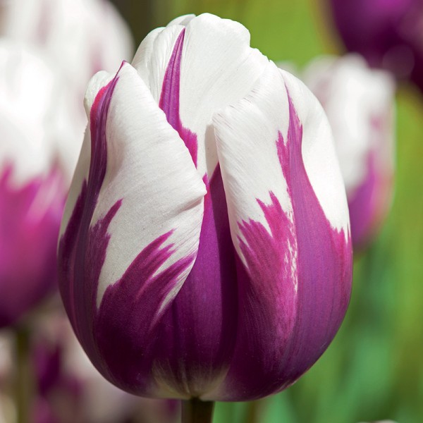 Tulipan Rems Favourite Tulipan Rems Favourite