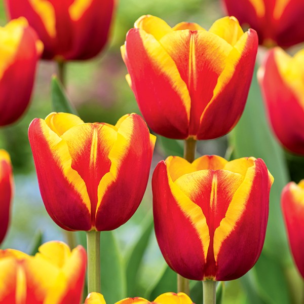 Tulipan Dow Jones® Tulipan Dow Jones®