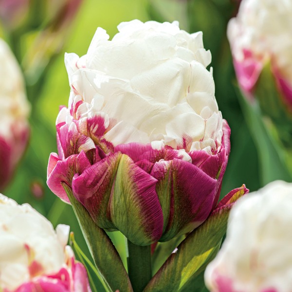 Tulipan lodowy Ice Cream® Tulipan lodowy Ice Cream®
