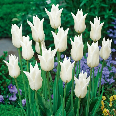Tulipan liliokształtny White Triumphator