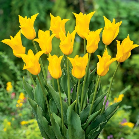 Tulipan liliokształtny Inimitable