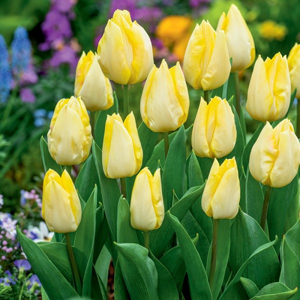 Tulipan Sunny Prince
