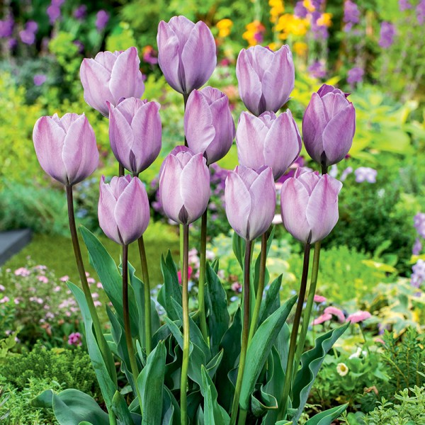 Tulipan Jacuzzi Tulipan Jacuzzi